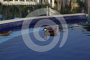 Wild ducks at the pool in the Dominican Republic photo