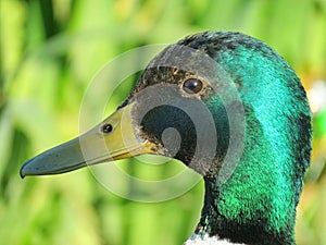 Wild duck portrait