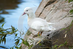 wild duck posing by the lake