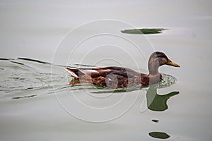 Wild duck, reflection