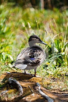 Wild duck rest on the lake in the green grass, the young generation of waterfowl before departure to the south.