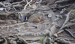 Wild duck sits on the ground among the roots of trees