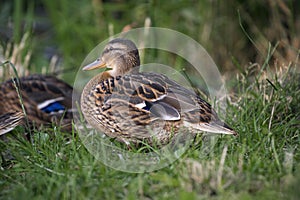 Wild duck sitting near the water in the summer. Duck  close up photography in the natural inviroment