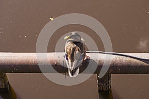 Wild duck sitting on the tube