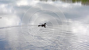 A wild duck with small ducklings swims in a pond.