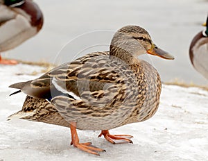 Wild duck on the snow