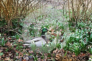 Wild duck in spring forest