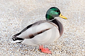 Wild Duck