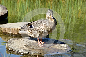 Wild duck stands on a tree trunk in the pond