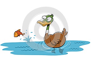 Wild duck swiming in like catching fish