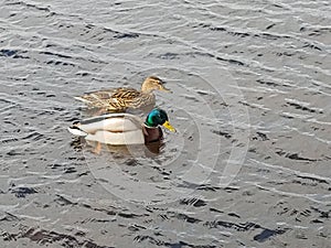 The wild duck is swimming