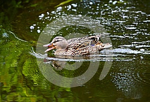 Wild duck swimming