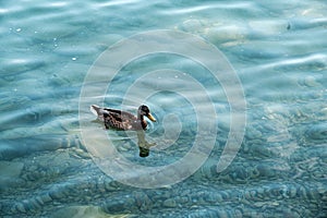 Wild duck is swimming in autumnal lake