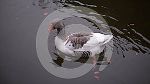 Wild duck swimming cheerfully in lake waters on a sunny day