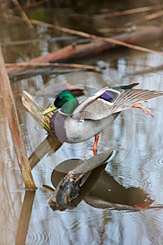 Wild duck swimming in lake