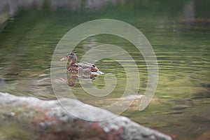 Wild duck swimming on the lake in the mountains