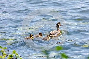 wild duck swimming in lake. water birds in park