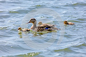 wild duck swimming in lake. water birds in park