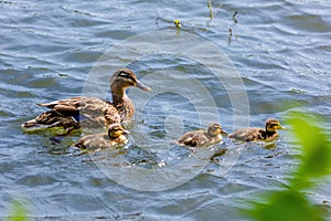 wild duck swimming in lake. water birds in park