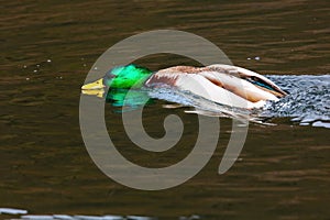 wild duck swimming in lake. water birds in park