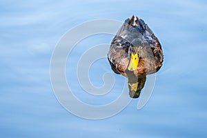 Wild duck swimming in Motala Stream