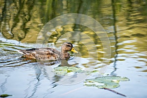 Wild duck swimming in Motala Stream