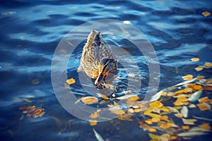 A wild duck swims in a blue pond, in which autumn leaves