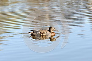 Wild duck swims in a city pond on a sunny day