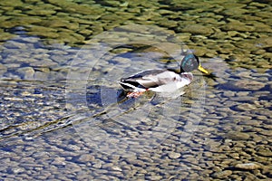 Wild duck swims in clear mountain water