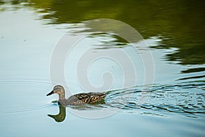 A wild duck swims in a lake with calm water