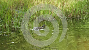 Wild duck swims on an overgrown pond, wildlife