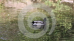 Wild duck swims in the pond and cleans feathers