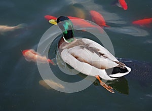 The wild duck swims in a pond with red fishes