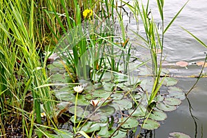 A wild duck swims on a pond in reeds with river lilies.