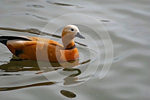 Wild duck swims on the pond, spring, feather animals happily spend time outdoors in parks for recreation and walking