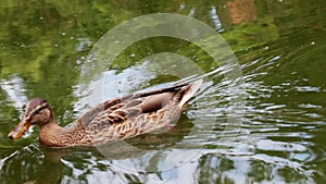 Wild duck swims in a pond. Wild places for animal life. Environment and nature