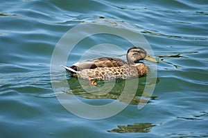 Wild duck swims in the river Sava in Serbia