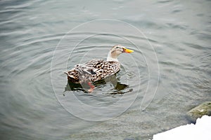 A wild duck swims on a snow-covered river bank.