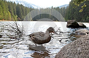 Wild duck on tarn Vrbicke pleso