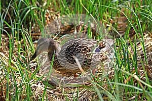 Wild duck on tarn Vrbicke pleso