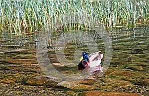 Wild duck on tarn Vrbicke pleso