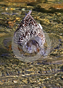 Divoká kachna na plese Vrbické pleso