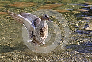 Wild duck on tarn Vrbicke pleso