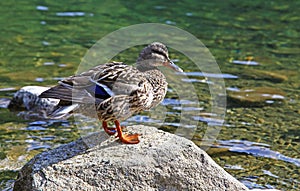 Wild duck on tarn Vrbicke pleso