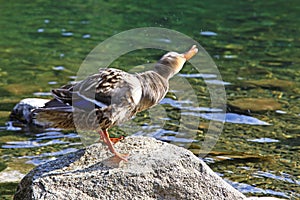 Wild duck on tarn Vrbicke pleso