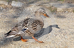 Wild duck on tarn Vrbicke pleso