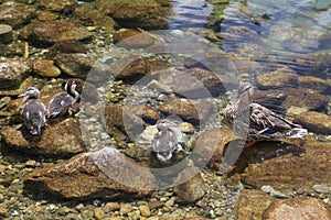 Wild duck on tarn Vrbicke pleso