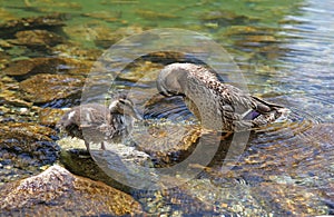 Wild duck on tarn Vrbicke pleso