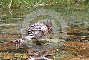 Wild duck on tarn Vrbicke pleso