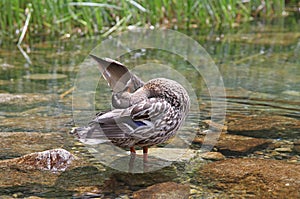 Wild duck on tarn Vrbicke pleso